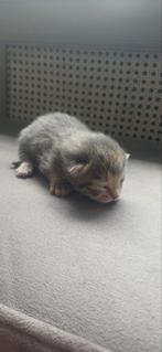 Kittens te koop half Bengaals half Europees, Dieren en Toebehoren, Katten en Kittens | Overige Katten, Geslacht onbekend, Kortharig