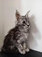 Maine Coon Kitten Poes Raszuiver, Poes, Ontwormd, 0 tot 2 jaar