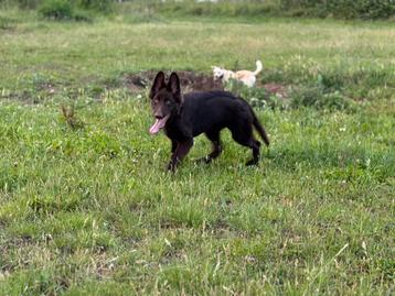 Dagopvang hond aangeboden beschikbaar voor biedingen