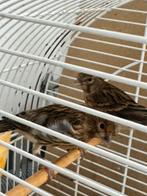 Zwart rood kanaries, Dieren en Toebehoren, Meerdere dieren, Kleurkanarie