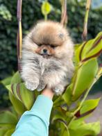 Mini pomeriaan/pomeranian teefje pup, orange sable, Dieren en Toebehoren, Keeshond, CDV (hondenziekte), 8 tot 15 weken, Teef