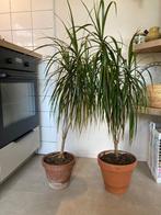 Kamerplanten Drakenbloedboom Dracaena Marginata - 2 stuks, Huis en Inrichting, Kamerplanten, Ophalen, Palm, Halfschaduw, In pot