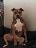 Amerikaanse Stafford ( teef ), Dieren en Toebehoren, Honden | Jack Russells en Terriërs, Rabiës (hondsdolheid), 1 tot 2 jaar, American Staffordshire Terriër