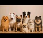 ***GEZOCHT*** Sociaal teefje vanaf 3 jaar, Dieren en Toebehoren, Overige Dieren, Januari, Vrouwelijk