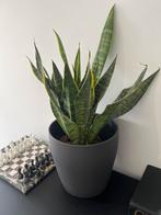 Sansevieria in pot 4x, Verzenden, Overige soorten, Halfschaduw, In pot