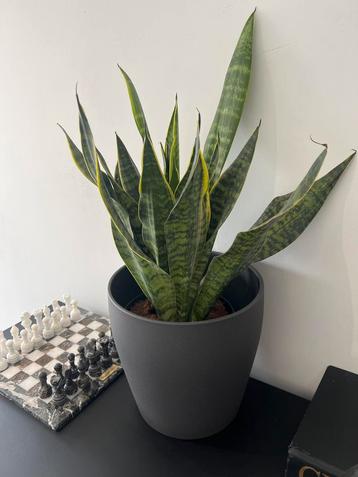 Sansevieria in pot 4x beschikbaar voor biedingen