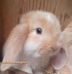 Raszuivere Franse hangoor konijnen, Dieren en Toebehoren, Konijnen, Meerdere dieren, Groot, Hangoor