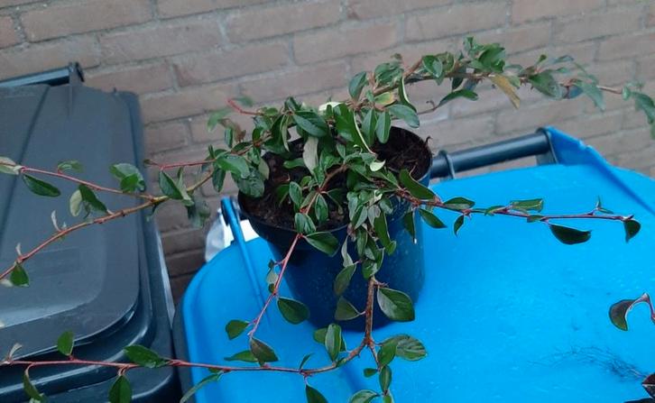 Cotoneaster dammeri Coral beauty Dwergmispel bodembedekker, Tuin en Terras, Planten | Tuinplanten, Volle zon, Ophalen