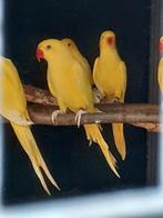 Lutino halsbandparkieten, Dieren en Toebehoren, Vogels | Kanaries, Geslacht onbekend, Kleurkanarie