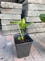 Schoenlappersplant, Tuin en Terras, Ophalen of Verzenden, Lente, Overige soorten, Halfschaduw