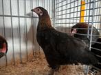 Koppel maranskriel beschikbaar, Dieren en Toebehoren, Pluimvee, Meerdere dieren, Eend