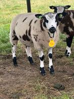 Ram lam, Dieren en Toebehoren, Schapen, Geiten en Varkens, Mannelijk, Schaap