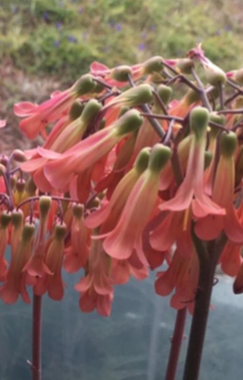 Kalanchoe Lloret dM bio kamerplanten met prachtige bloesem, Huis en Inrichting, Kamerplanten, Overige soorten, Minder dan 100 cm