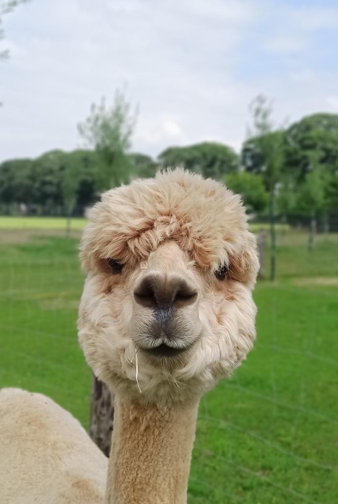 2 alpaca merries, Dieren en Toebehoren, Overige Dieren, Vrouwelijk, Mei