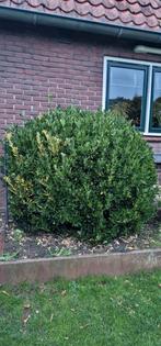 Diverse grote gezonde struiken gratis, Tuin en Terras, Planten | Bomen, Ophalen, Volle zon, Overige soorten