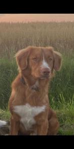 Nova scotia duck rolling retriever dekreu, 1 tot 2 jaar, Meerdere, Nederland, Particulier