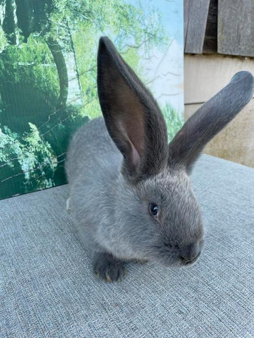 Duitse reus blue sable ram ingeënt, Dieren en Toebehoren, Konijnen, Groot, Mannelijk, 0 tot 2 jaar