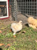 Verschillende kleuren zijdehoen / USA kuikens, Dieren en Toebehoren, Pluimvee, Meerdere dieren, Kip