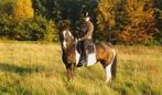 Alround merrie 17 jr zoekt een nieuwe 5* huis, Merrie, Recreatiepaard, Ingeënt, 11 jaar of ouder