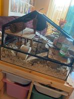 Chinese dwerghamster met kooi & accessoires TE KOOP, Dieren en Toebehoren, Knaagdieren, September, Vrouwelijk, Hamster