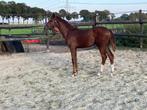 Hengstveulen Bocelli TN (Bonds) x Impact TN, Dieren en Toebehoren, Paarden, Hengst, Dressuurpaard, 0 tot 2 jaar