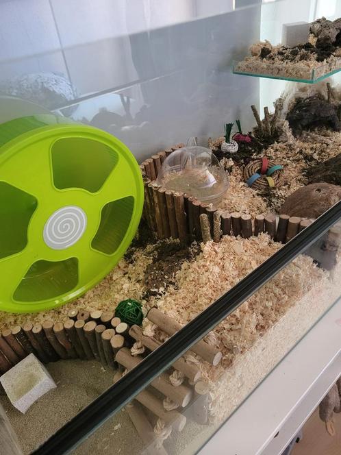 Hamsterbak met alle benodigdheden, Dieren en Toebehoren, Knaagdieren en Konijnen | Hokken en Kooien, Gebruikt, Hok, 90 cm of meer