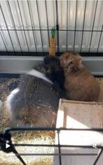 2 lieve konijnen, Dieren en Toebehoren, Konijnen, Meerdere dieren