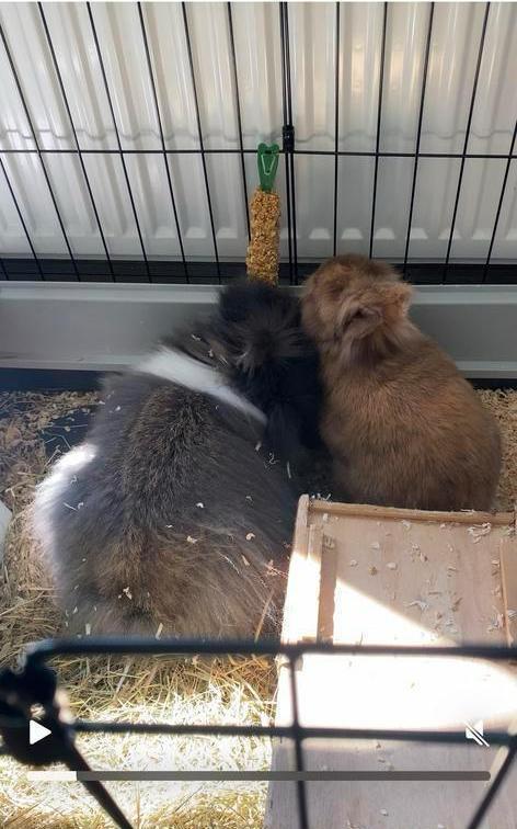 2 lieve konijnen, Dieren en Toebehoren, Konijnen, Meerdere dieren