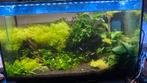Super mooi aquascape aquarium met alles erop en eraan, Ophalen of Verzenden, Zo goed als nieuw, Gevuld zoetwateraquarium