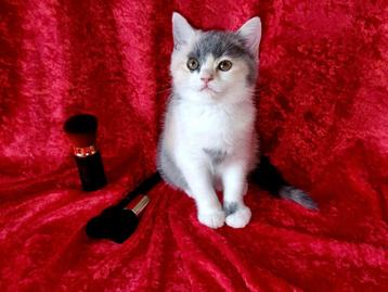 Brits korthaar Britse korthaar met stamboom en kittenpakket beschikbaar voor biedingen
