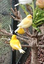 Five fancy kanariepoppen, Dieren en Toebehoren, Vogels | Kanaries, Meerdere dieren, Postuurkanarie
