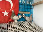 Takla Takla, Dieren en Toebehoren, Vogels | Duiven, Mannelijk