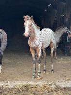 Appaloosa"s :Jaarlingen en veulens te koop, Dieren en Toebehoren, Paarden, Meerdere dieren, Onbeleerd, Gechipt, 0 tot 2 jaar