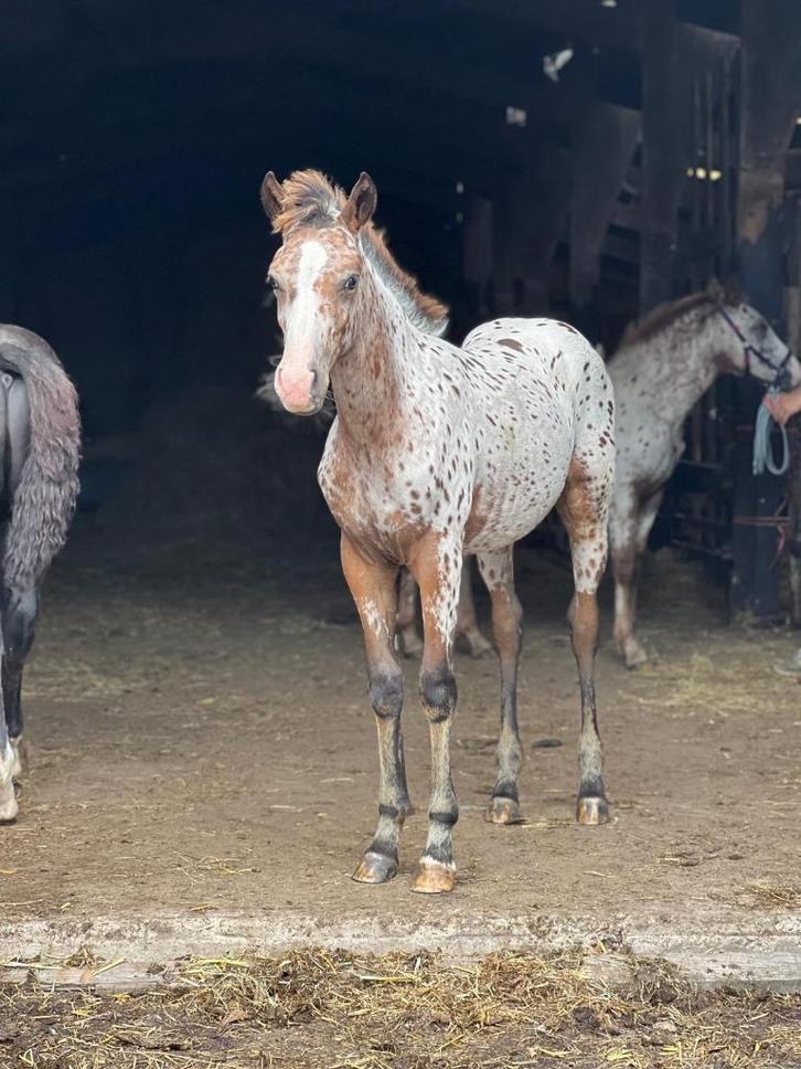 Appaloosa"s :Jaarlingen en veulens en 2-jarige  te koop, Dieren en Toebehoren, Paarden, Meerdere dieren, Onbeleerd, 0 tot 2 jaar