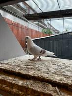 Griekse meeuwtjes, Meerdere dieren