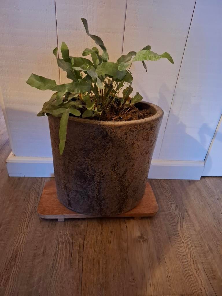 2 Bloempotten met plankje, Overige soorten, In pot, Minder dan 100 cm, Groene kamerplant