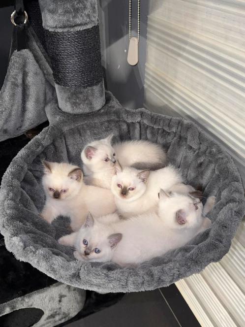Britse korthaar kittens - nog 2 blue points katers!!, Dieren en Toebehoren, Katten en Kittens | Raskatten | Korthaar, Kater, Gechipt