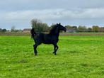 Tuigpaard te koop, Merrie, Minder dan 160 cm, 0 tot 2 jaar, Tuigpaard