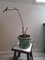 Stippen Begonia met Pot - Liefde Nodig, Ophalen, Overige soorten, Halfschaduw