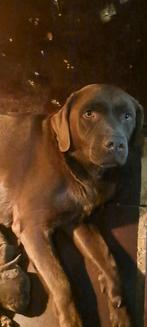 Nog 3 chocolade bruine labrador pups  uit geteste ouders, Parvo, 8 tot 15 weken, Labrador retriever, Meerdere dieren