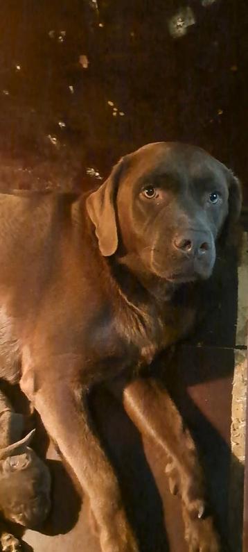 Nog 3 chocolade bruine labrador pups  uit geteste ouders beschikbaar voor biedingen