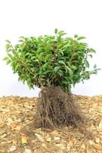 Goedkope groene laurierhagen, laurierhaag en laurier, Tuin en Terras, Ophalen of Verzenden, Laurier, Haag, 100 tot 250 cm