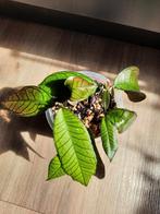 Hoya Gunung Gading, Ophalen, Overige soorten, Minder dan 100 cm