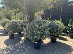 Elaeagnus ebbingei - Olijfwilg bol 70/80 cm te koop, Tuin en Terras, Planten | Bomen, In pot, Minder dan 100 cm, Halfschaduw, Lente