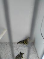 Wildzang, Dieren en Toebehoren, Vogels | Overige Vogels, Meerdere dieren, Wildzangvogel