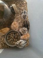 Kindvriendelijke dwerghamsters, Dieren en Toebehoren, Knaagdieren, Hamster, Meerdere dieren, Tam, Oktober