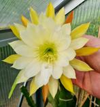 cactus - Epiphyllum GECKUNDEN, Ophalen of Verzenden, Cactus, Volle zon, Minder dan 100 cm