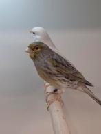 TT kleurkanaries, Dieren en Toebehoren, Vogels | Kanaries, Meerdere dieren, Kleurkanarie