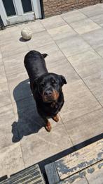 Rottweiler (teef) aangeboden, Teef, Eén hond, 3 tot 5 jaar, Nederland