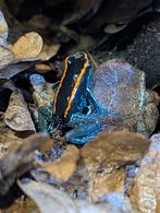 Phyllobates vittatus, Amfibie, 0 tot 2 jaar
